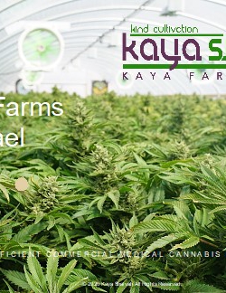 חברת הבת הישראלית של חברת הקנאביס Kaya Holdings מקבלת אישור ראשוני לרישיון גידול ועיבוד קנאביס