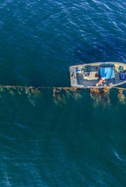 אצות כפתרון מודל למאבק בשינויי האקלים