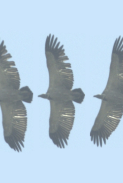 IdentiFlight ו-Roc Conservation Tech שותפות לקידום שימור ציפורים המופעל על ידי בינה מלאכותית עבור חוות רוח בדרום אפריקה