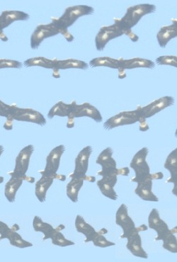 IdentiFlight משתפת פעולה עם Aerovantage כדי להציע הגנה על ציפורים מונעת בינה מלאכותית בחוות רוח בצ'ילה