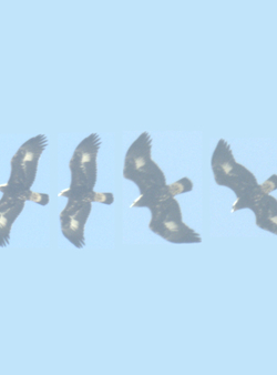 הצלת ציפורים בחוות רוח עם בינה מלאכותית: Boulder Imaging ו-Oikon משיקות את IdentiFlight בקרואטיה