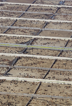 יעדי אקלים מאוימים על ידי גידול בעלי חיים מתועש