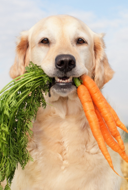 מחקר מגלה כי שינוי תזונת הכלב שלכם עשוי לעזור לכדור הארץ יותר משינוי תזונתכם